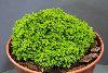 <em>Picea glauca albertiana</em> 'Tiny'